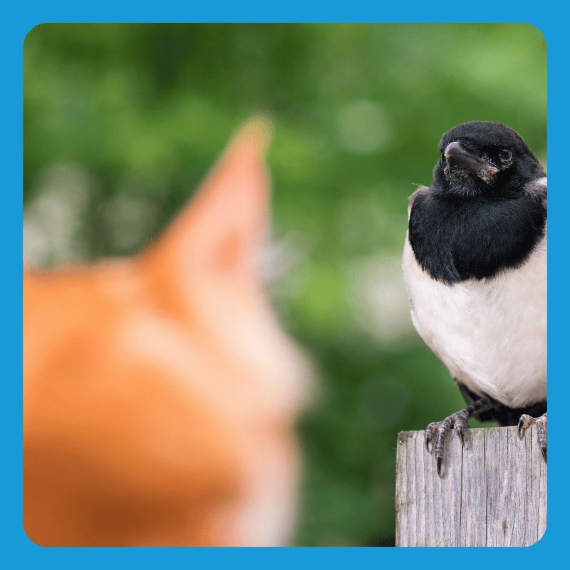 Natuurlijke vijand vogels - Hulst Wind Energy