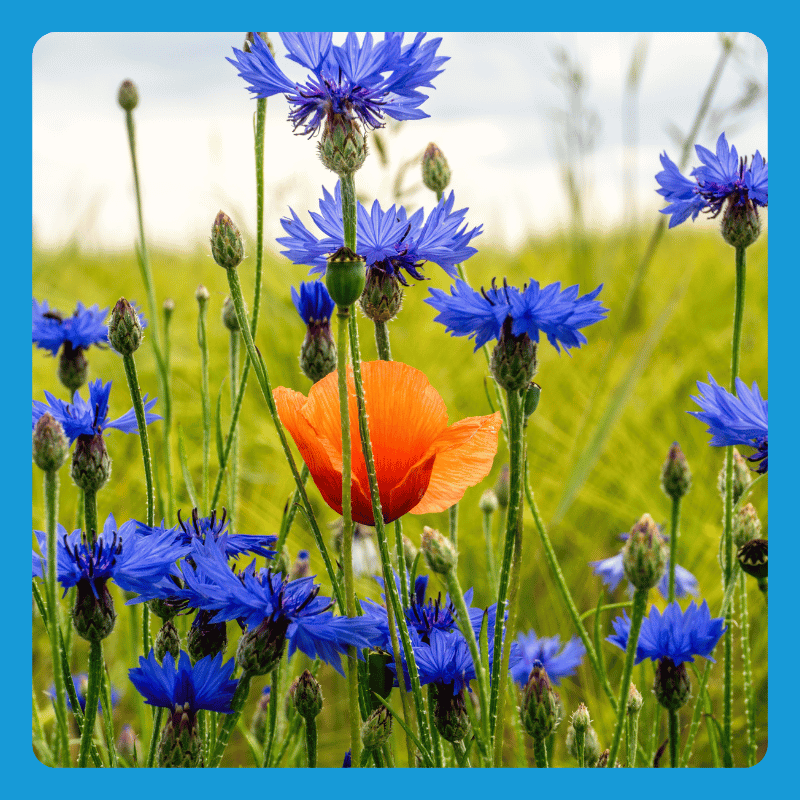 Biodiversiteit bevorderen - Hulst Wind Energy